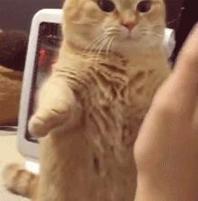 原来对橘猫有这么多误解！看完竟然没有后悔···