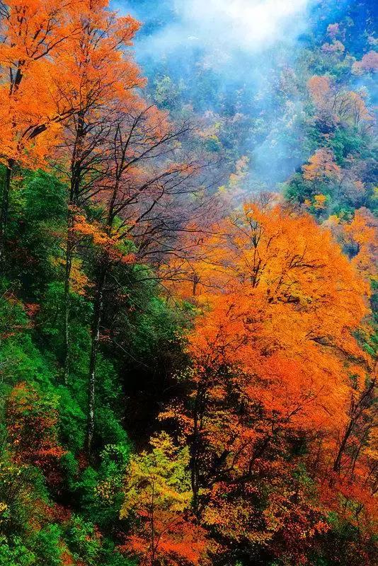 成都乐山红叶彩林,四川红叶彩林旅游节