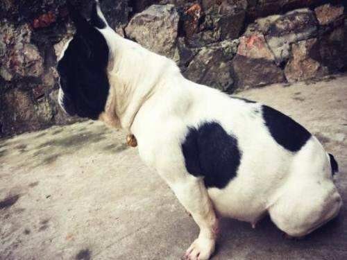 怎样判断狗狗是怀孕还是腹水,狗狗如何判断主人怀孕