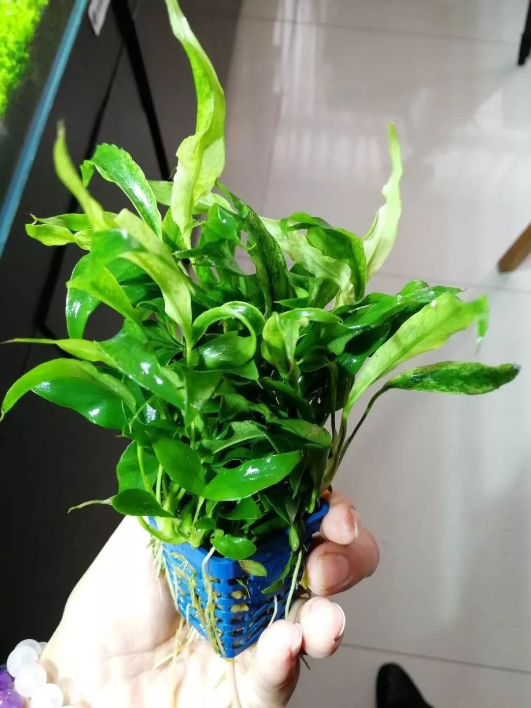 老王家的池塘视频,小型水榕水草推荐