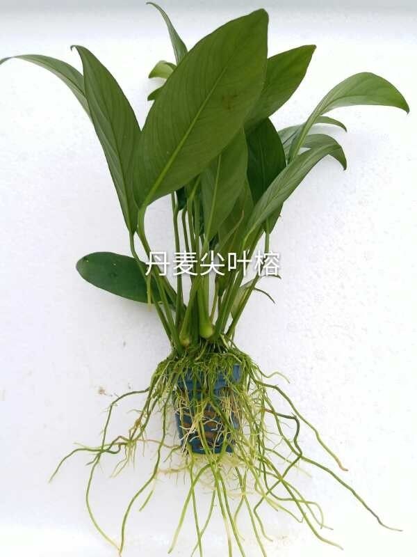 老王家的池塘视频,小型水榕水草推荐