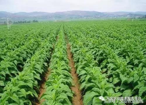 磷酸二氢钾在农作物的使用方法,磷酸二氢钾使用方法及注意事项