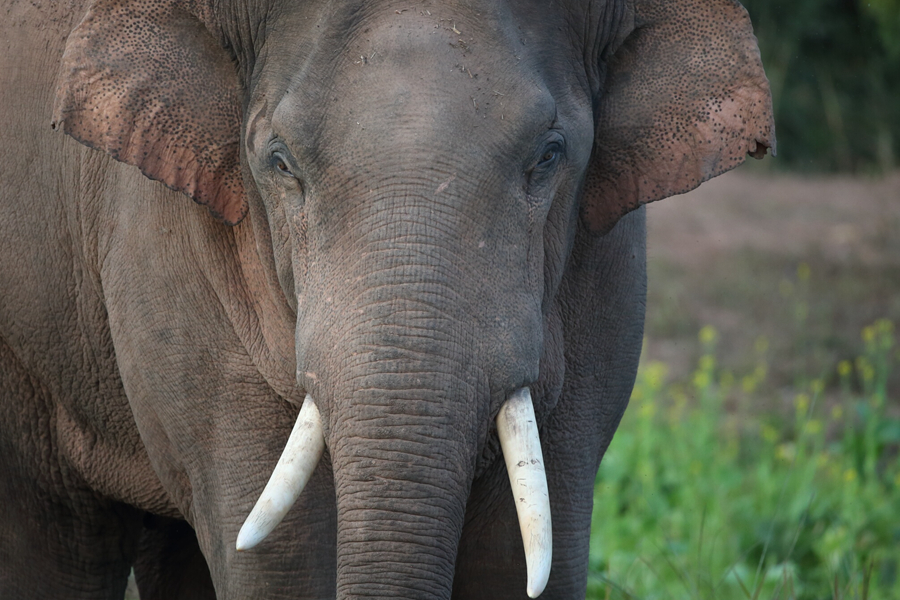 猫屎咖啡和象屎咖啡,猫屎咖啡贵么