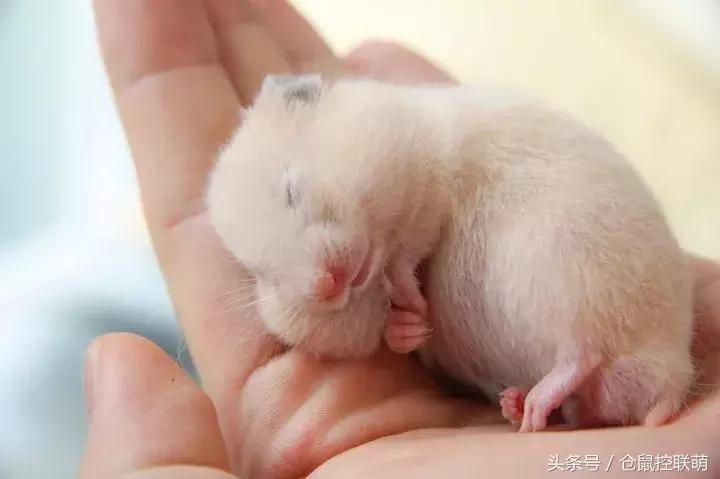 喜欢钻洞的是什么仓鼠,养一只仓鼠每天都被它萌翻