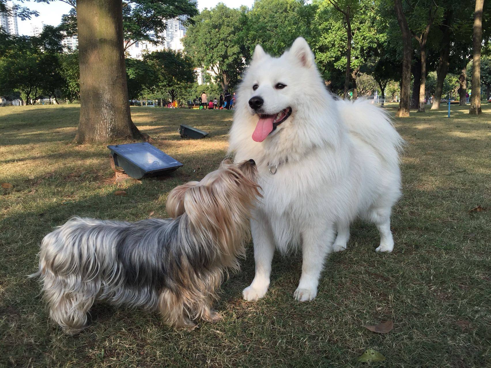 想养宠物,萨摩耶会不会太大了?还行
