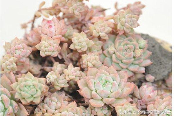 多肉植物不红了怎么回事,多肉植物不知道怎么养看这里
