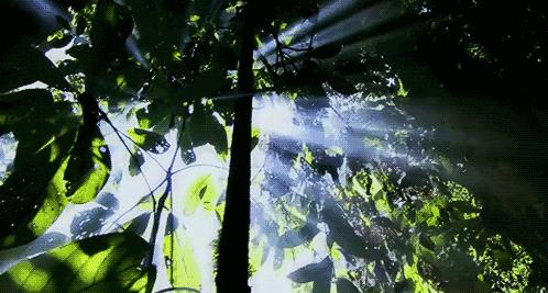 和自己的爱人独享一片世外桃源，两个精灵相伴！讲一个童话故事