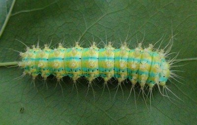 未来几年市场将不断增长的6虫5树，种养结合，稳赚不赔