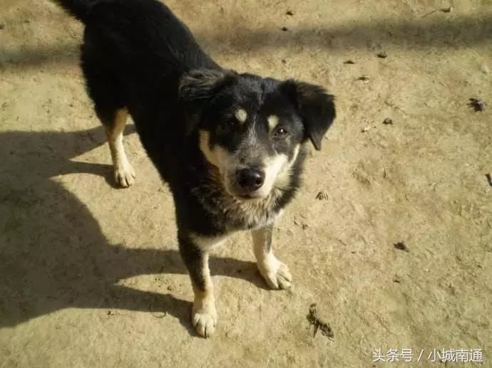 南通市养狗,南通地区养狗