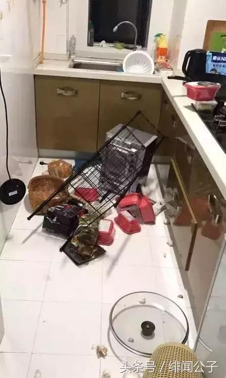 《快乐星球》的他家暴SNH48的她，不仅出轨甚至连猫都不放过！