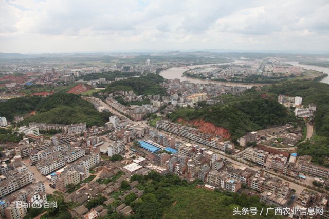 兴宁区三塘镇乡村振兴工作计划,南宁市西乡塘区产业扶贫