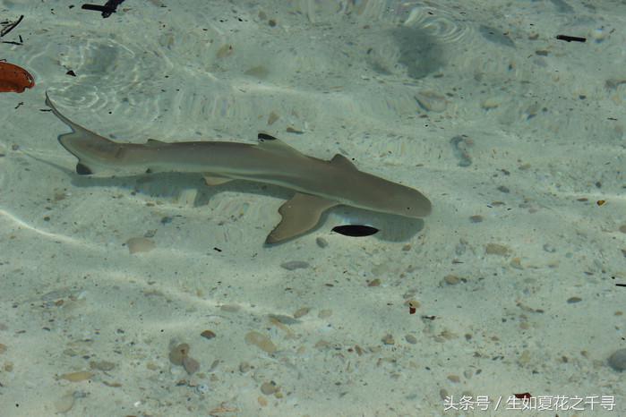 去兰卡威红树林,去兰卡威怎么玩