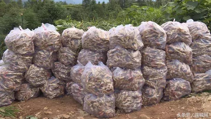 龙岩连城姑田：生姜喜获丰收特色种植助农户增收