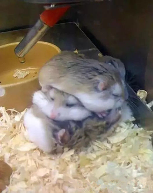 月饼吃怕了？这里有仓鼠饼哦！