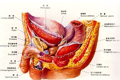 弱激光体外血液净化改善血糖预防糖尿病性膀胱病