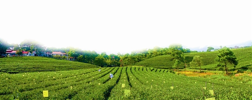 横县最美的茉莉小镇,中国茉莉之乡标志