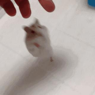 月饼吃怕了？这里有仓鼠饼哦！