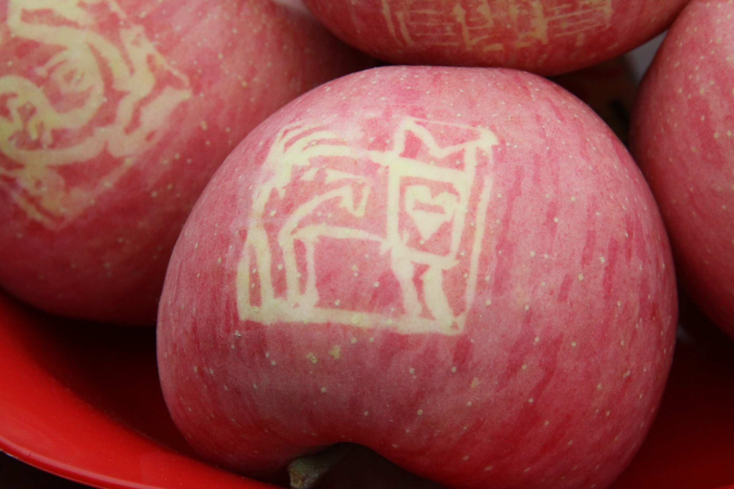 最新的洛川苹果,新的洛川苹果