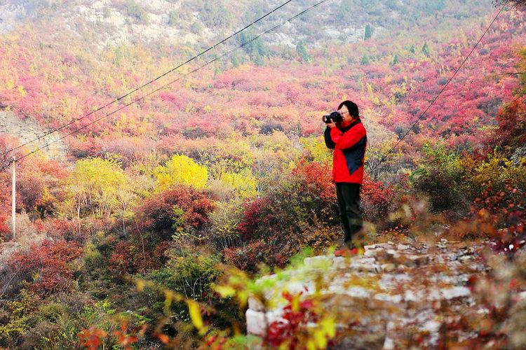 秋韵流过的晋城红