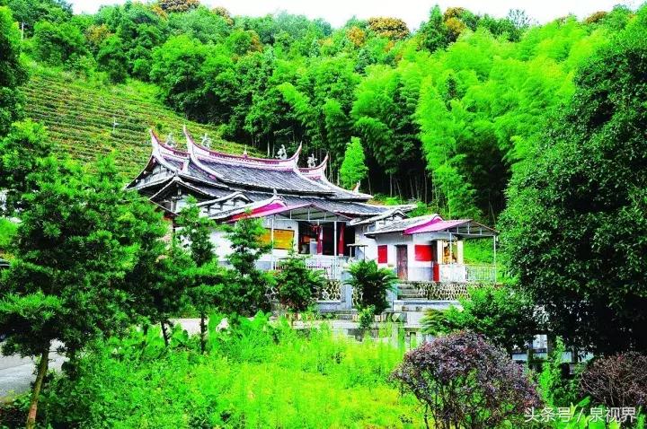 永春佛手茶大师,赞美永春佛手茶诗歌