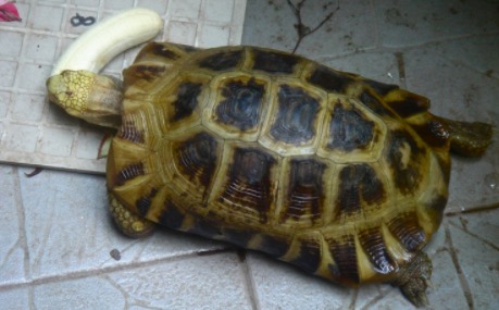 苏卡达陆龟拉屎臭怎么解决,陆龟粪便臭吗