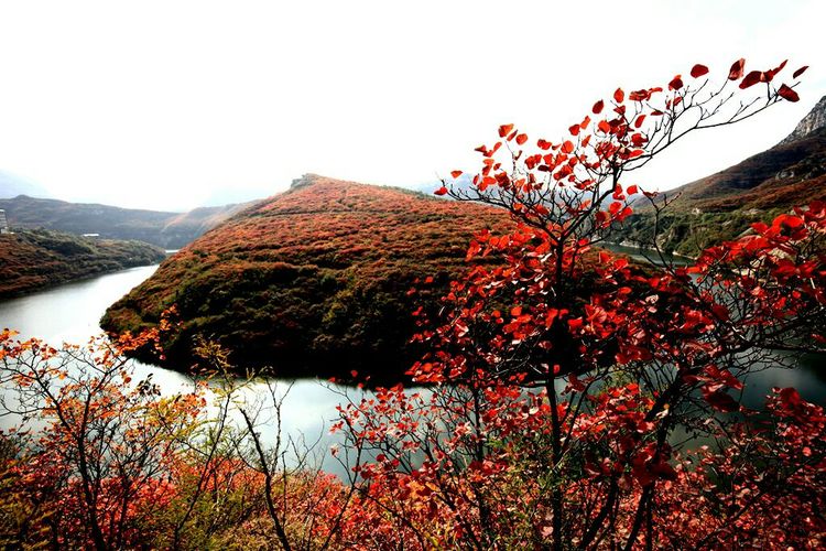 秋韵流过的晋城红