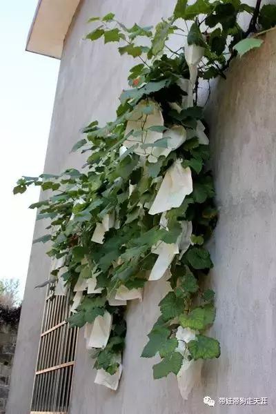 开着房车去遛娃,开着房车带狗狗出去玩