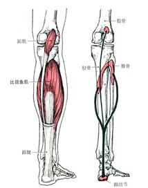 大小腿粗怎么减,小腿粗如何改善