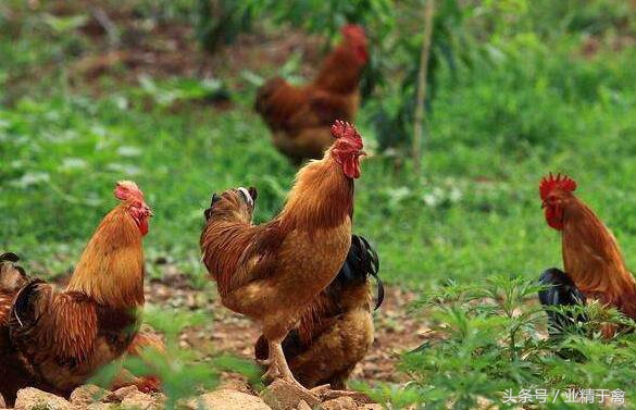 卖土鸡的最佳方法,土鸡销路妙招