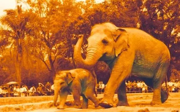 广州动物园的地图,广州动物园下一站去哪里