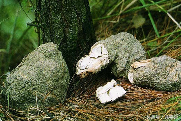 养生|《服气精义论》,发展陶弘景服气疗病思想,简单可行