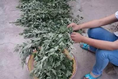 艾叶是女人的养生草艾叶的那些功效，应该早点知道