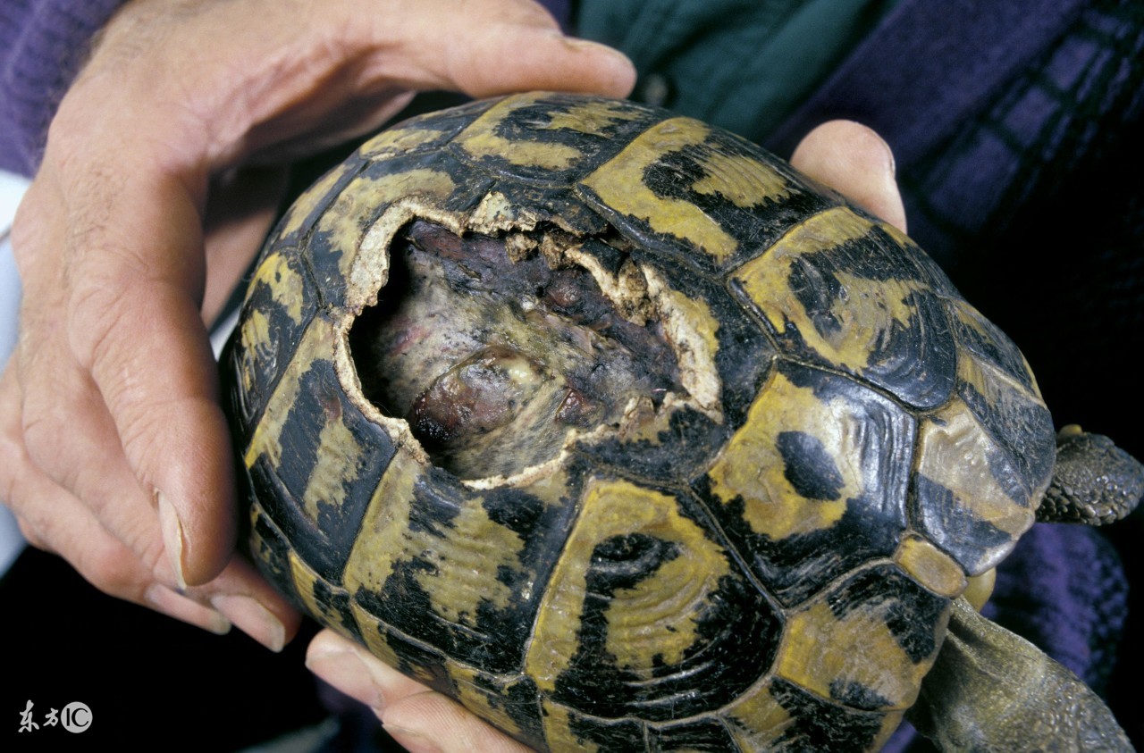 乌龟为什么长寿百科,乌龟长寿中国故事