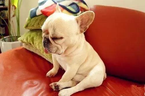 斗牛犬容易得哪些疾病,斗牛犬大小便是怎么回事