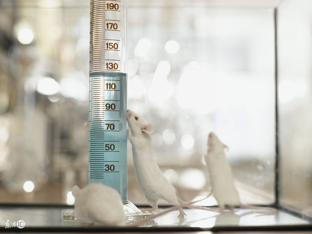 孕初期感冒吃退烧药对胎儿的影响,早孕孕妇发烧会不会把胎儿烧畸形