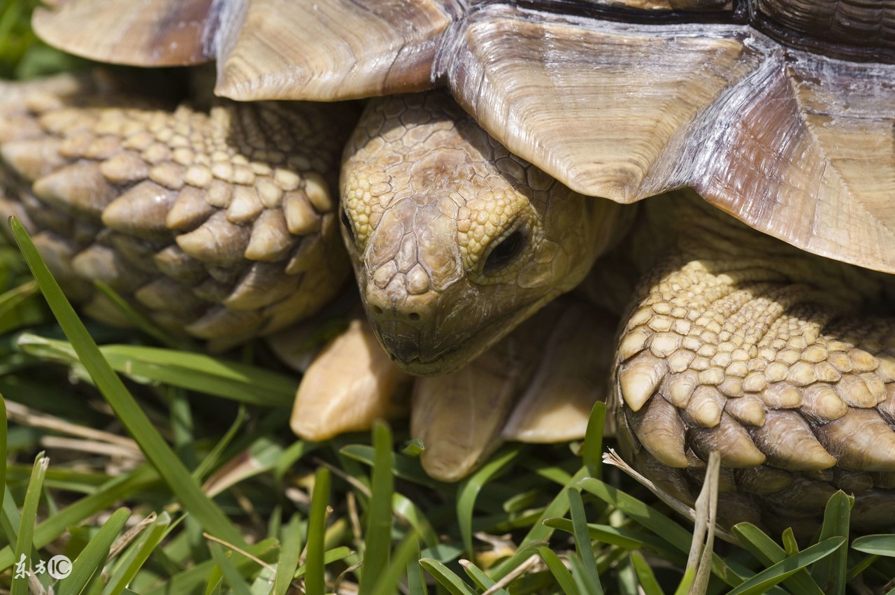 乌龟为什么长寿百科,乌龟长寿中国故事