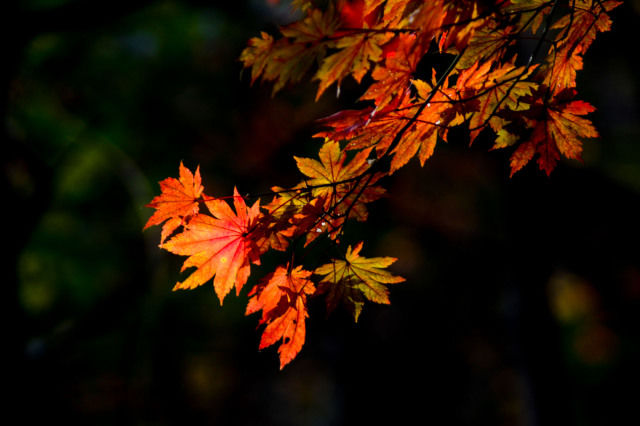 新鲜出炉~赏枫HOT！百名摄影家齐聚庄河天门山