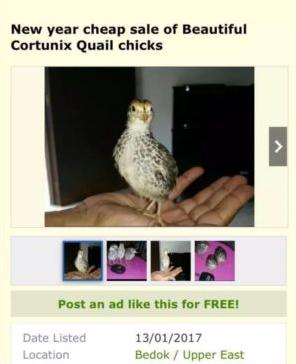 新加坡的网上居然有人卖活“宠物鸡”？