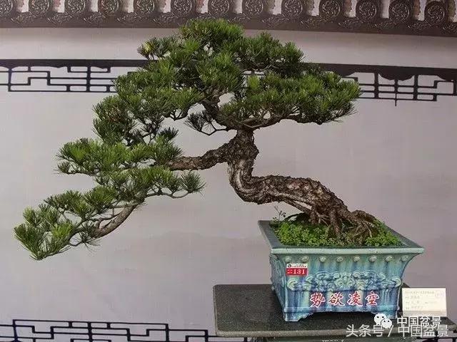 如何看待盆景的技法,盆景入坑的十大感受