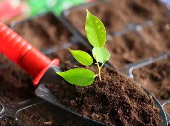 vc可以调节土壤酸碱吗,调节土壤酸碱平衡的最佳方法