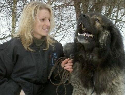 高加索犬的挑选方法,高加索犬怎么选择