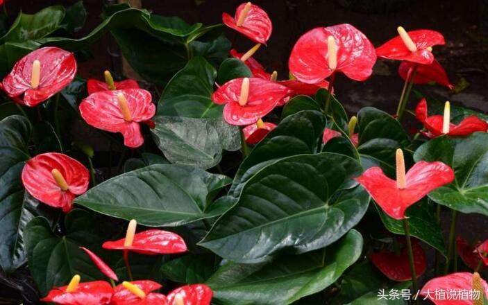 北方庭院背阴种什么最好,阳台背阴种什么好