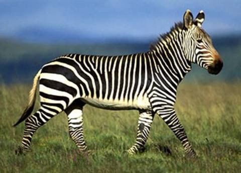 百度贴吧账号被永久封禁怎么办,百度贴吧如何解除封禁