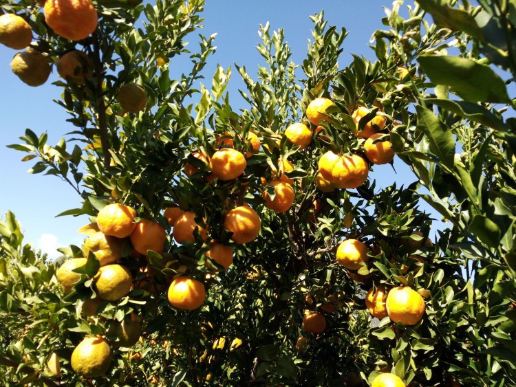 我的故乡彝族,我的故乡云南原唱