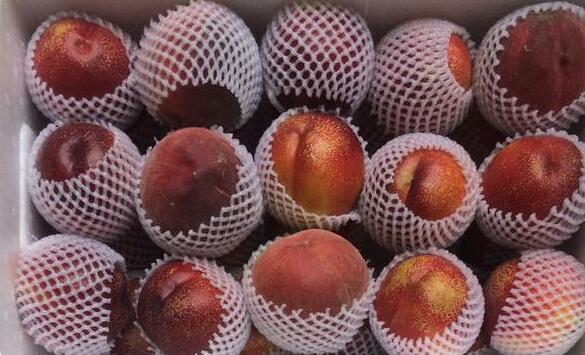 大棚油桃硬核期需要什么营养,大棚油桃经济效益