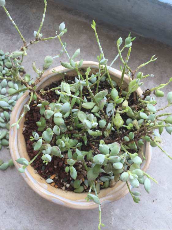 多肉生病了怎么治疗,多肉反复生病怎么治