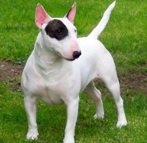 牛头梗是怎么培育出来的,怎么挑选牛头梗