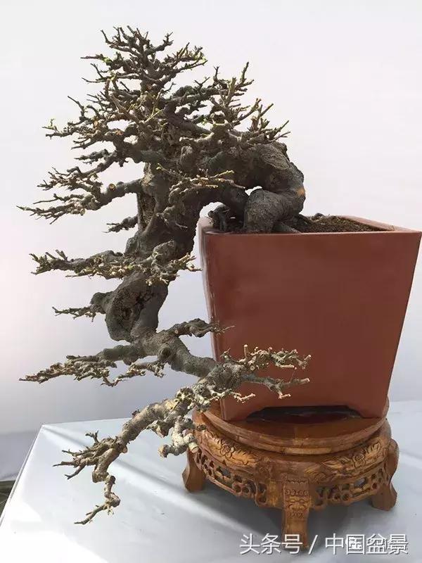 如何看待盆景的技法,盆景入坑的十大感受