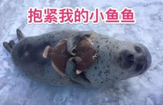 美图m8s哆啦a梦版,美图m8s七龙珠限量款好用吗