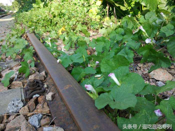 广州火车站的那些回忆,广州旧珠江桥铁路桥